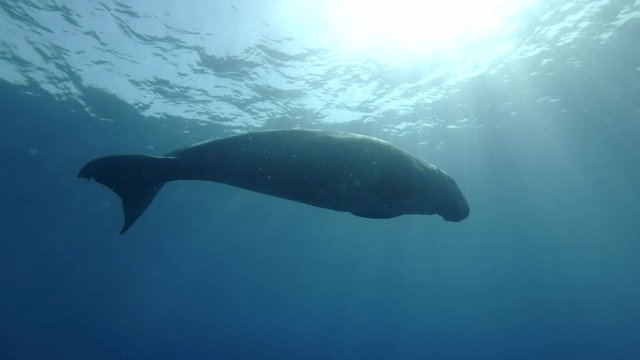 Sea Cow (Dugong dugon) slowly swims in the blue water in the morning sunrays. Underwater shot, Low-angle shot. Red Sea, Hermes Bay, Abu Dabab, Marsa Alam, Egypt