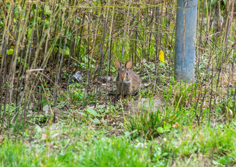 One Brown Rabbit