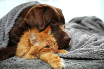 Adorable cat and dog lying under plaid on floor. Warm and cozy winter © New Africa