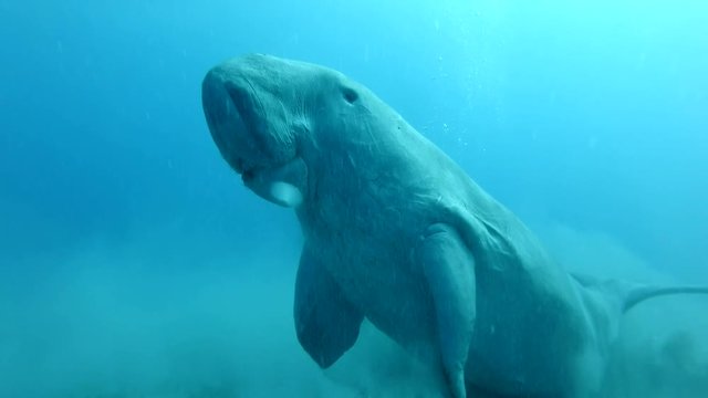 Sea Cow (Dugong dugon) slowly swims in the blue water in the morning sunrays. Underwater shot, Low-angle shot. Red Sea, Hermes Bay, Abu Dabab, Marsa Alam, Egypt