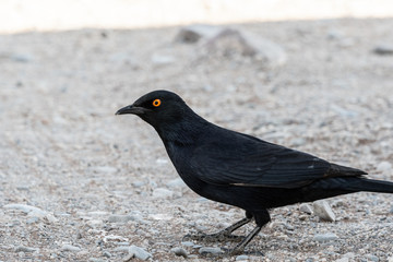Oiseau de Namibie en Afrique