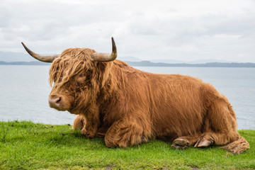 Highland cattle (Scotland)
