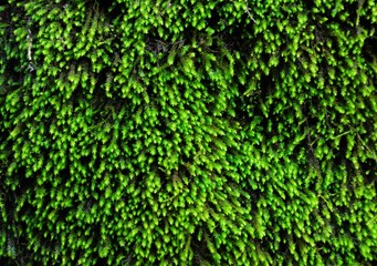 green tree moss