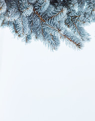 Snow covered spruce branch on white isolated background_