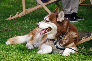 brown big dog lying on the grass, tongue sticking out on a hot day. favorite pet on a walk with owners who hold a leash