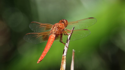 Close up of flame skimmer