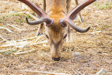 A deer with its head down is ready to go into battle_ © Volodymyr