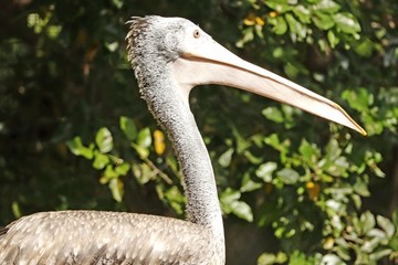portrait of a pelican