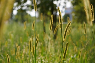 Selective soft focus on closeup green grass, reeds with yellow dry autumn stalks, blowing in the wind at golden sunset light, translucent top of the flower. on a blurred field background.