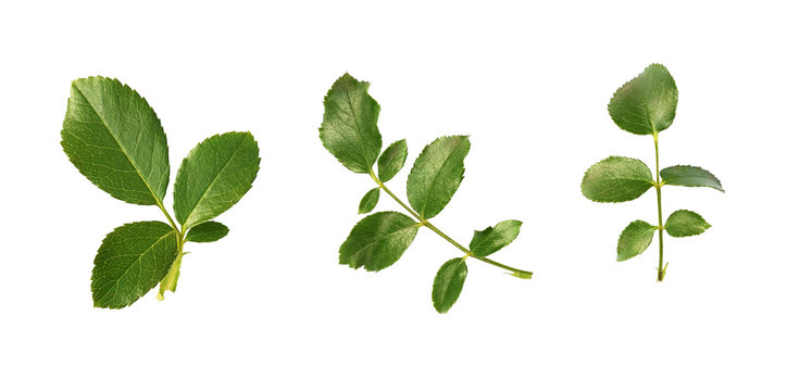 Set of green rose leaves