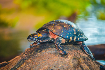 Turtle on a rock