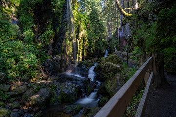 Schwarzwald im Hochsommer