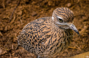 bird of prey