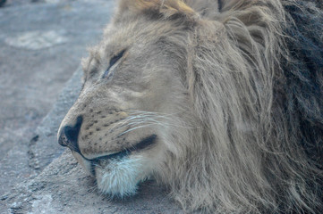 Sleeping male lion at the zoo
