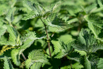 Schwarzwald im Hochsommer