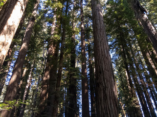 Coastal Redwood Forest