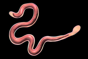 Fototapeta premium Brugia malayi, a roundworm nematode, one of the causative agents of lymphatic filariasis, 3D illustration