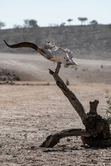 T&egrave;te d'antilope en Namibie