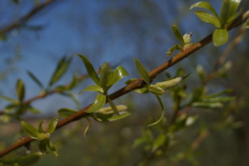 gałązka wierzba  © Karol