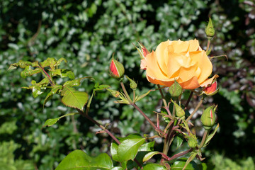 yellow rose in the garden