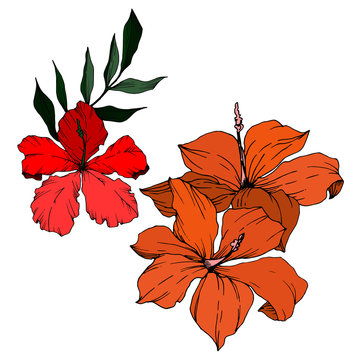 red and orange hibiscus flowers on white clip art preview