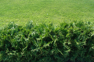 green grass in the garden