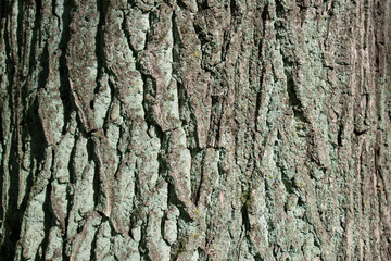 bark of a tree as a background