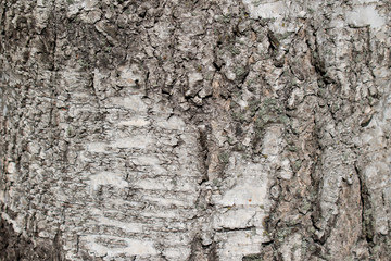 texture of birch tree as a background