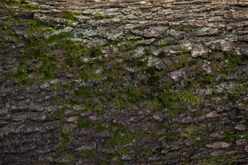 moss on the tree trunk as a bachground