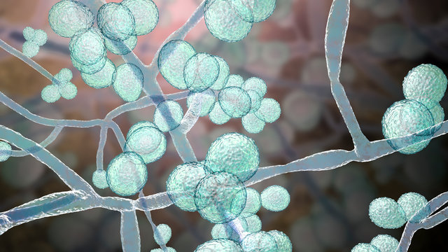 Candida Auris Fungi, Emerging Multidrug Resistant Fungus, 3D Illustration