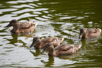 a flock of gray ducks floating on green water for food,