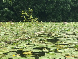 water lily in a pond