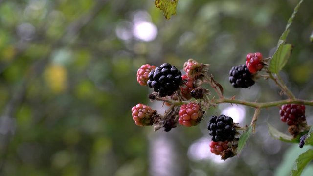 Picking wild ripe blackberry - (4K)