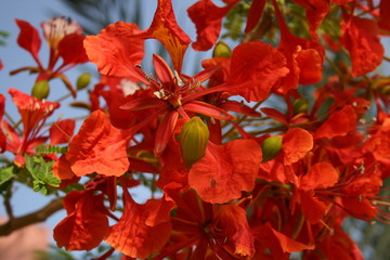 red flowers on the tree