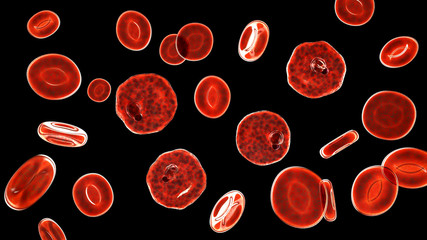 Fototapeta premium Plasmodium vivax inside red blood cell in the stage of ring-form trophozoite, the causative agent of malaria disease, 3D illustration