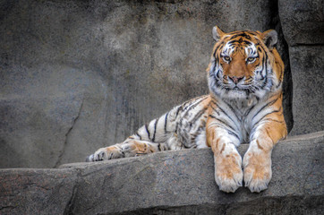 Tiger resting on a rock.