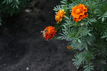 flowers in the garden