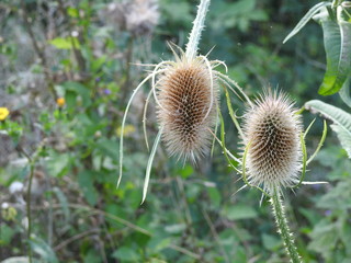 wild plants growing by a pond