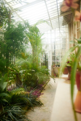 Interior of an urban greenhouse with exotic plants