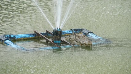 Video 4k of crocodile swimming in the water