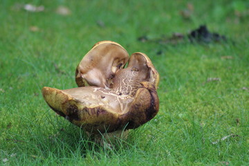 wild mushrooms growing in grass