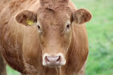 brown cows and black cows 