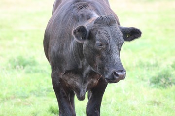 brown cows and black cows 
