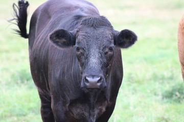 brown cows and black cows 