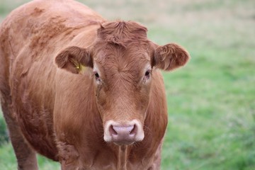 brown cows and black cows 