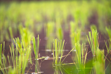 Rice seedlings in the fields.