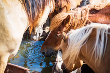 The horses on the farm drink water from the trough.