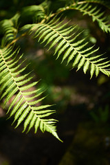 Detail of a giant fern (Cyathea arborea)