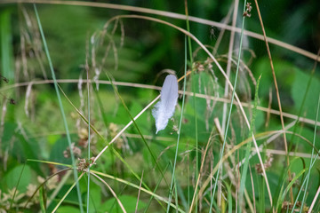 Feather caught in spider web with a spider
