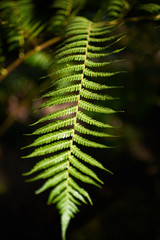 Detail of a giant fern (Cyathea arborea)